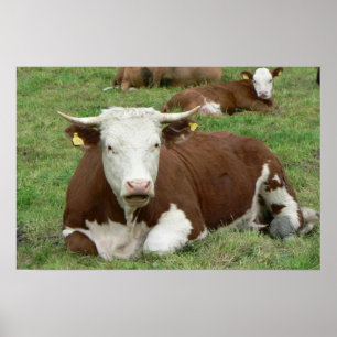 Cow & Calf Green Pasture Art Print Poster