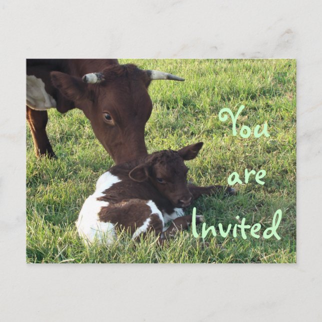 Cow & calf Postcard/invitation-customize Invitation Postcard (Front)
