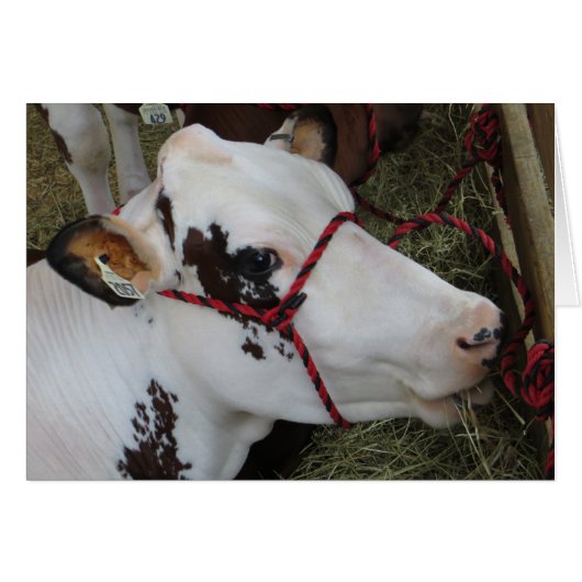 Cow Cards (Front Horizontal)