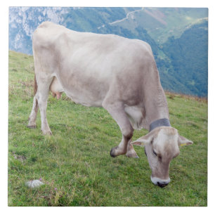 Cow ceramic tile