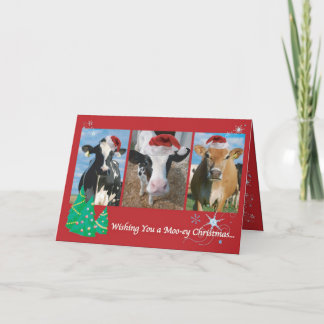 Cow Christmas Holiday Card
