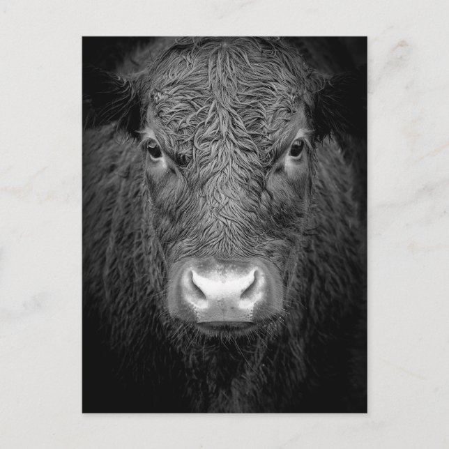 COW CLOSE-UP - BLACK & WHITE POSTCARD (Front)