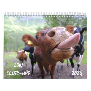 Cow Close-Ups 2024 Calendar