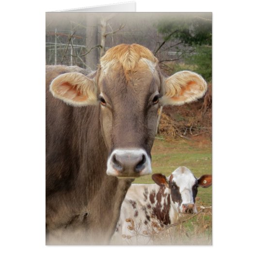 Cow Faces Cards (Front)