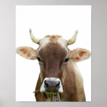 Cow farm animal livestock bovine cattle photo poster