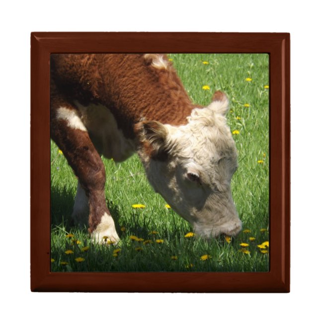 Cow Gift Box (Front)