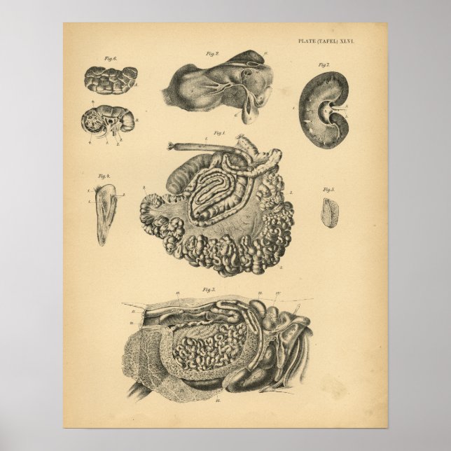 Cow Goat Sheep Anatomy 1908 Vintage Print (Front)