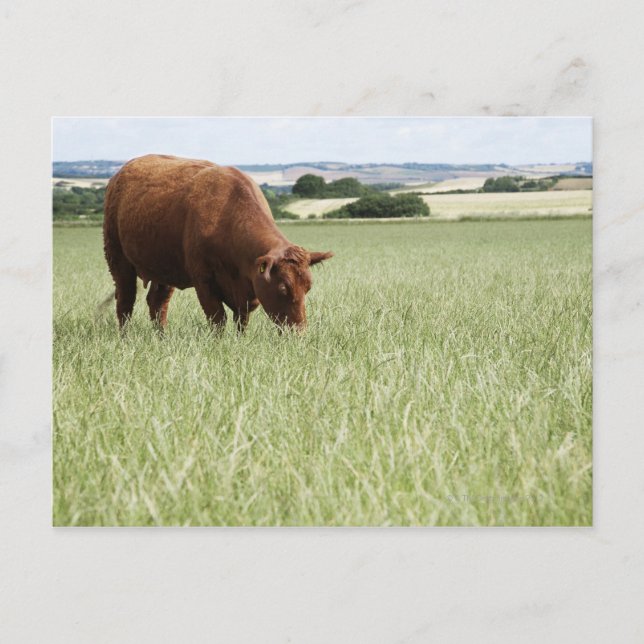 Cow grazing in meadow postcard (Front)