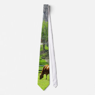 Cow Grazing in Pasture in Spring Tie