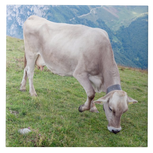 Cow grazing in the Alps ceramic tile (Front)