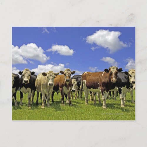 Cow Herd  New Zealand Postcard