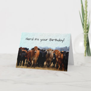 Cow Humor Birthday Card