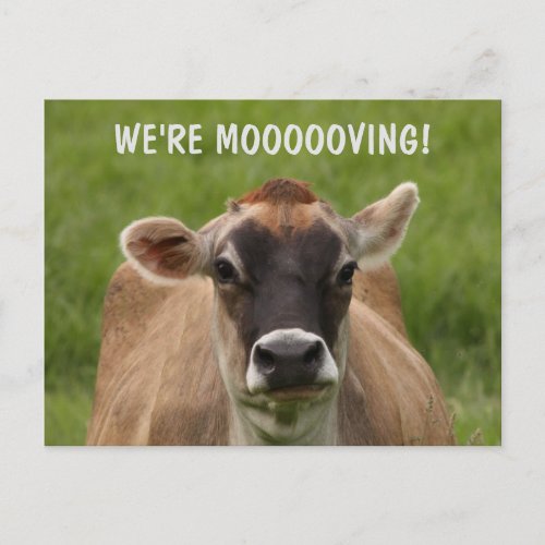 Cow Humor Moving Postcard