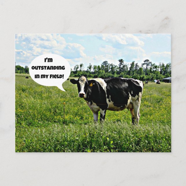 Cow Humor Postcard (Front)