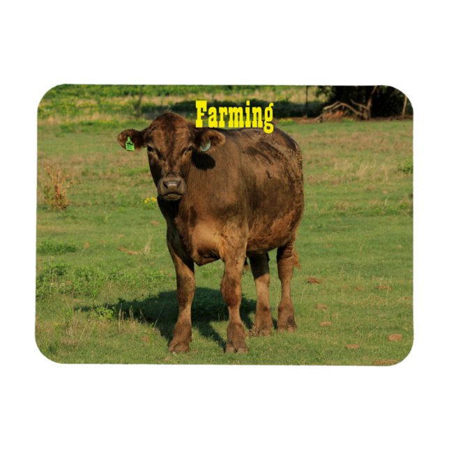 Cow in a green pasture magnet (Horizontal)