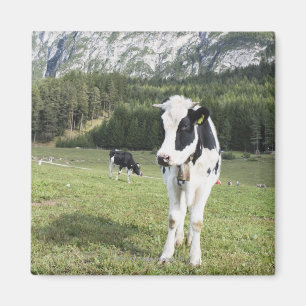 Cow In A Meadow, Fie Allo Sciliar, Alto Adige, Magnet