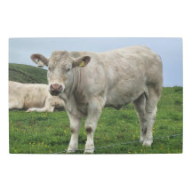 Cow in Doolin, Ireland
