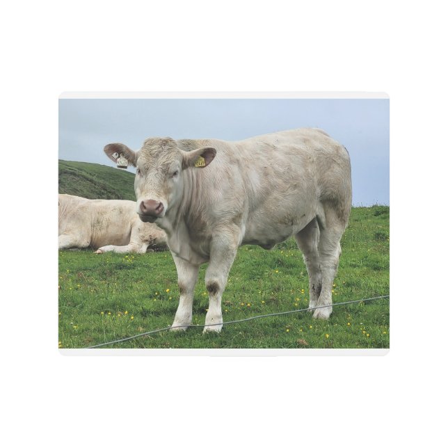 Cow in Doolin, Ireland Metal Print (Front)