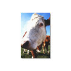 Cow in field, close-up