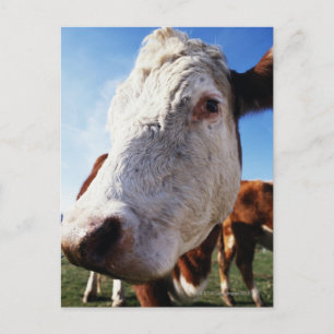 Cow in field, close-up postcard