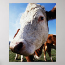 Cow in field, close-up poster