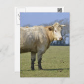 Cow in field postcard (Front/Back)