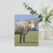 Cow in field postcard (Standing Front)