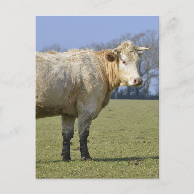 Cow in field postcard (Front)
