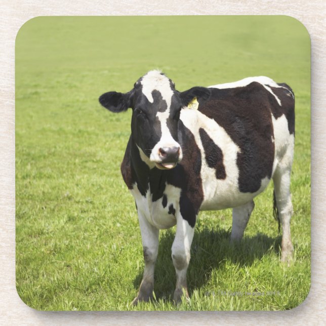 Cow in meadow coaster (Front)