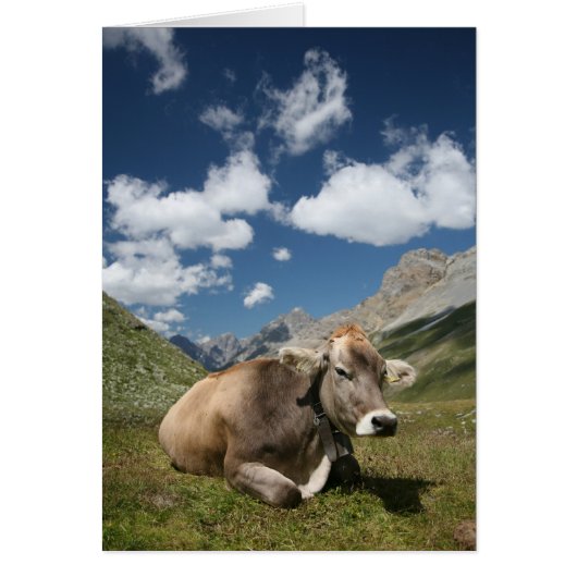 Cow in Pasture Cards (Front)