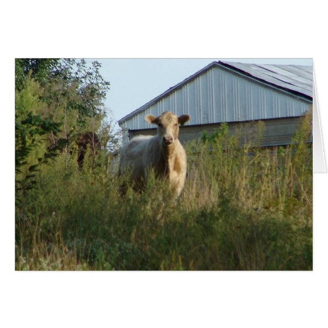 Cow in Pasture Cards (Front Horizontal)