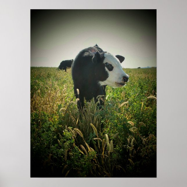 Cow in pasture poster (Front)
