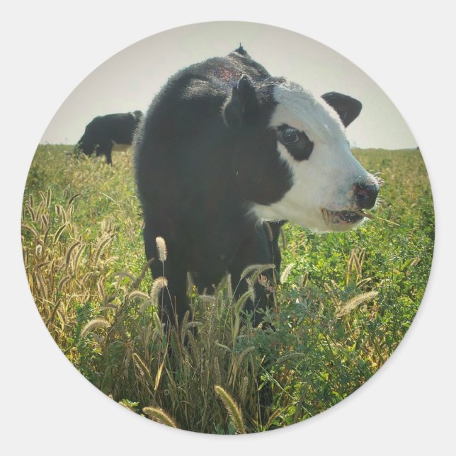 Cow in Pasture Sticker (Front)