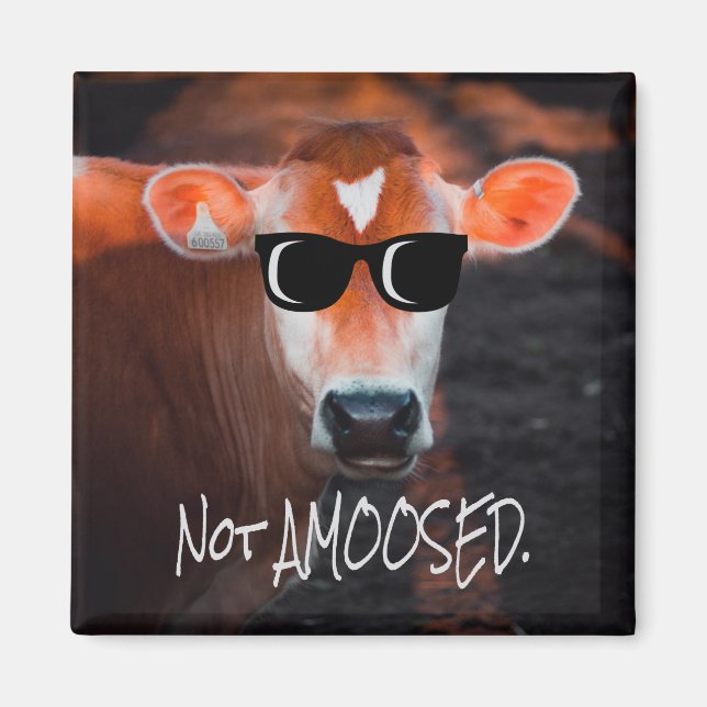 Cow in Sunglasses Not aMOOsed Cute Funny Magnet (Front)