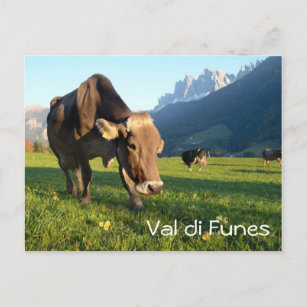 Cow in Val di Funes (Dolomites) text postcard