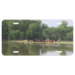 Cow License Plate