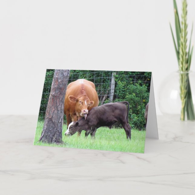 Cow Lick Mother's Day Card (Front)