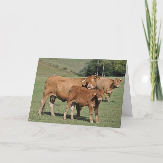 Cow licking calf birthday card (Front)