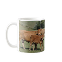 Cow licking her calf