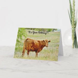 Cow Looking Surprised Pun Birthday Card