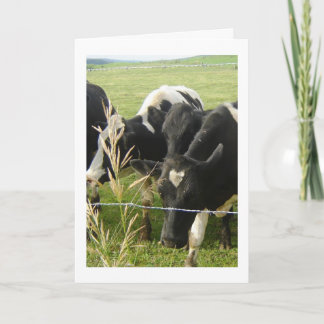 Cow Love Holiday Card