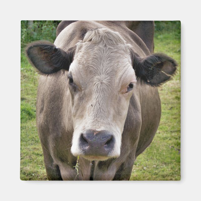 COW MAGNET (Front)