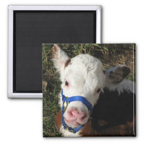 Cow Magnet