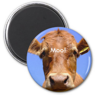 cow magnet