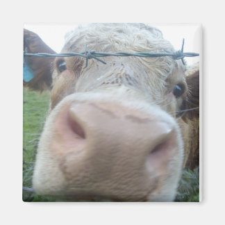 cow magnet