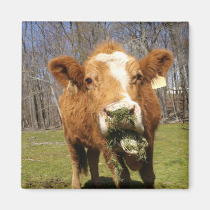 Cow Magnet