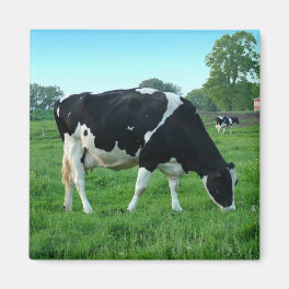Cow Magnets