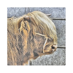 COW METAL PRINT
