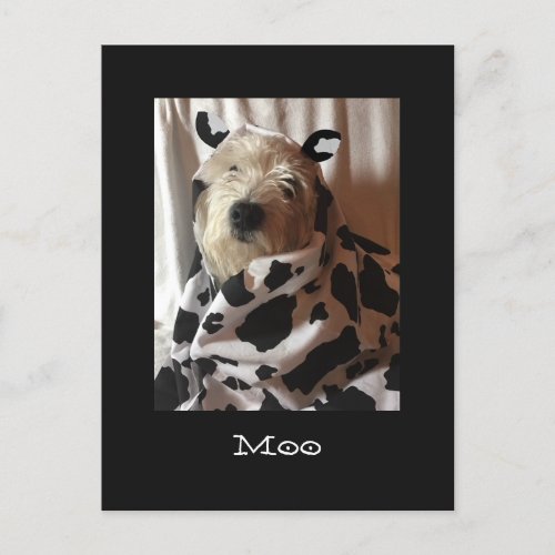 Cow Moo Westie Postcard