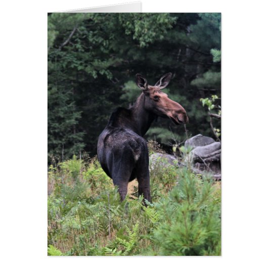 Cow Moose Cards (Front)